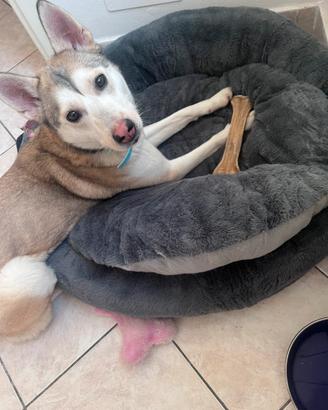 Incrocio husky- pastore belga
