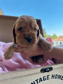 Cuccioli di cocker spaniel
