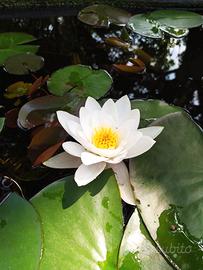 Piante acquatiche per laghetti