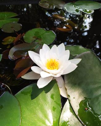 Piante acquatiche per laghetti
