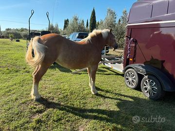 Cavalla Haflinger