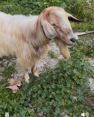 Capra maschio becco