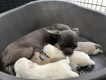 Cuccioli chihuahua pelo lungo