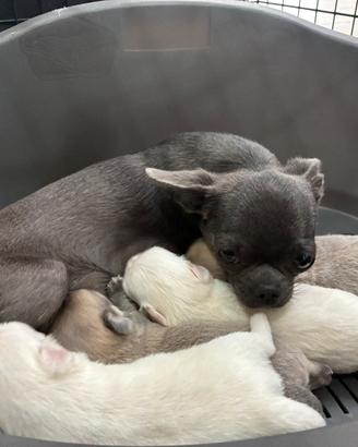 Cuccioli chihuahua pelo lungo