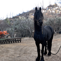 Cavallo frisone