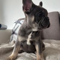 Bulldog francese