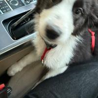 Vendere quasi 4mesi border collie