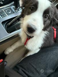Vendere quasi 4mesi border collie