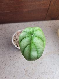 Alocasia scale dragon baby
