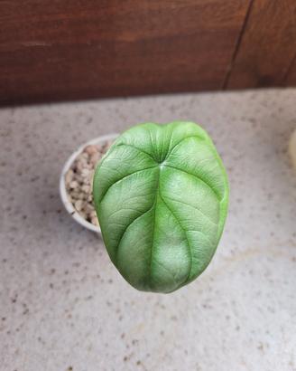 Alocasia scale dragon baby