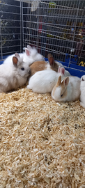 Coniglietti nani