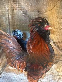 Gallo padovana nana ciuffata