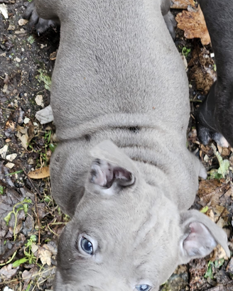 Cuccioli di Amstaff