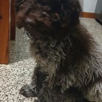 Lagotto