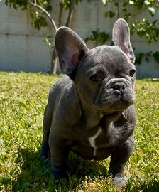Bulldog francese