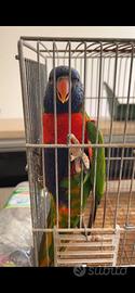 Lory arcobaleno