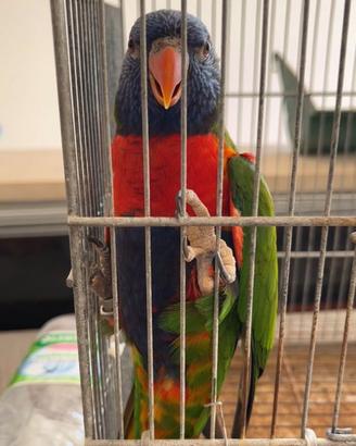 Lory arcobaleno