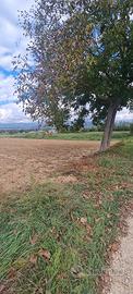 Terreno agricolo Civita di Bagno