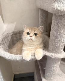 British femmina lilac golden