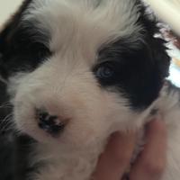 Cuccioli di border collie