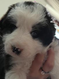 Cuccioli di border collie