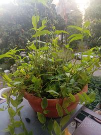Pianta misto piantine, timo, tradescantia, nespolo