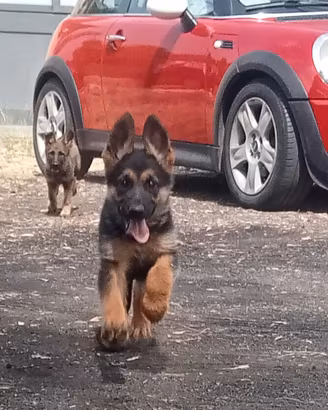 Cuccioli di pastore tedesco