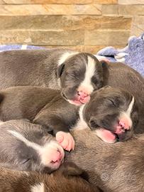 Cuccioli Pit Bull blu Nose