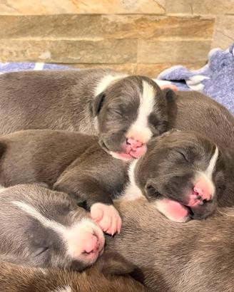 Cuccioli Pit Bull blu Nose