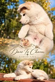 Cucciolo di Siberian Husky