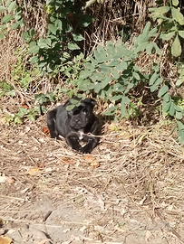 Staffordshire bull terrier