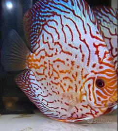 Discus e pesci tropicali - shop online