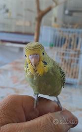Cocorito addomesticato