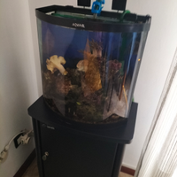Acquario