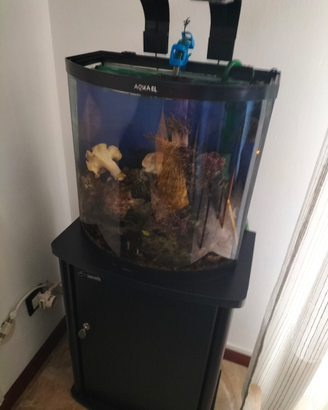 Acquario