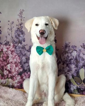 Tiberio, cucciolo 7 mesi maremmano+ golden retriev