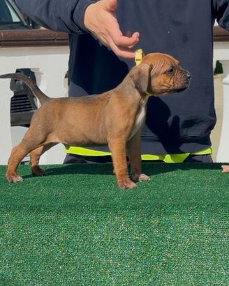 American Pit Bull terrier