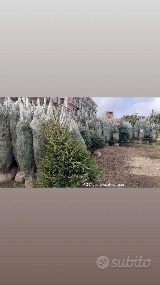 Albero napoli - Prezzi e offerte usato 