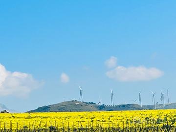 Terreno agricolo con ulivi