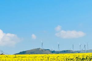 Terreno agricolo con ulivi
