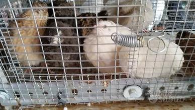 Quaglie giapponesi e quaglie da volo