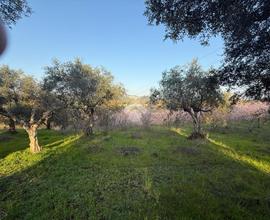 TER. AGRICOLO A GUIDONIA MONTECELIO
