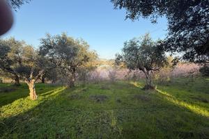 TER. AGRICOLO A GUIDONIA MONTECELIO