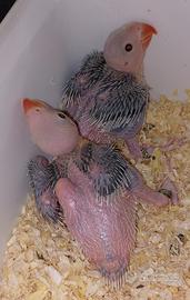 Parrocchetto dal collare viola