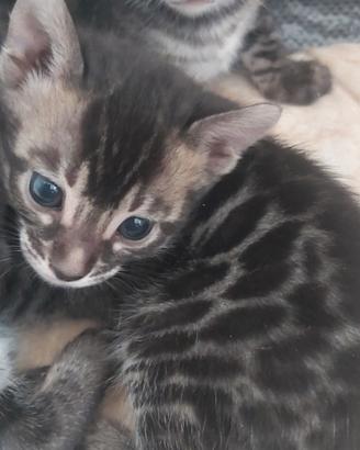 Cuccioli gatto bengala charcoal