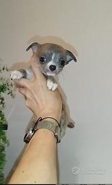 Chihuahua micro silver brindle occhi verdi 