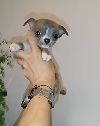 Chihuahua micro silver brindle occhi verdi 