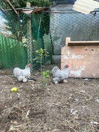 Gallo cocincina