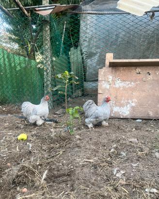 Gallo cocincina