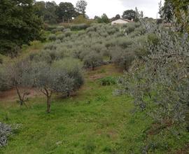 Terreno agricolo